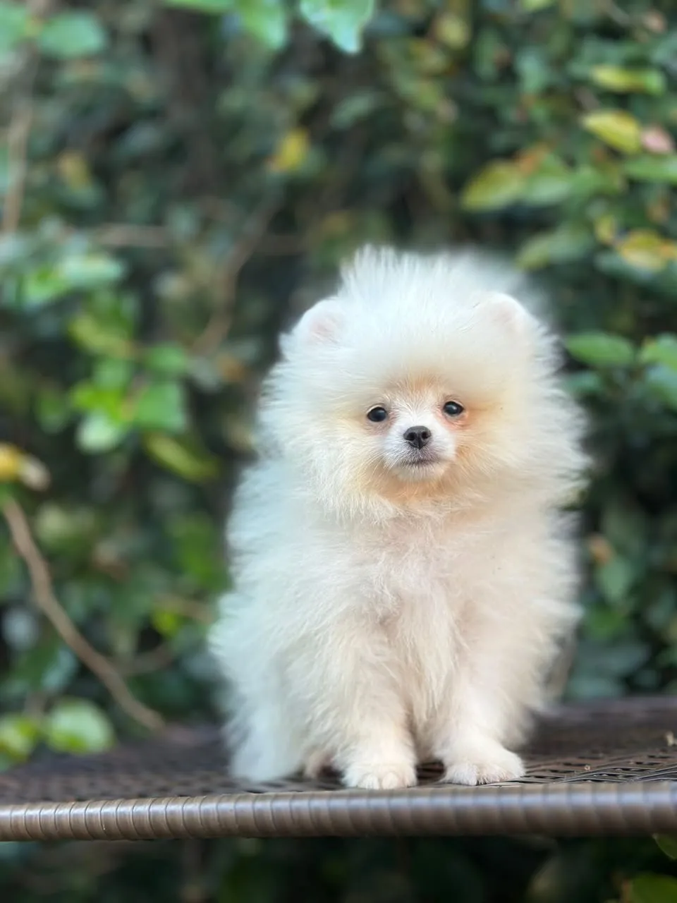 Filhote de Spitz Alemão - Lulu da Pomerânia em Campinas e Valinhos