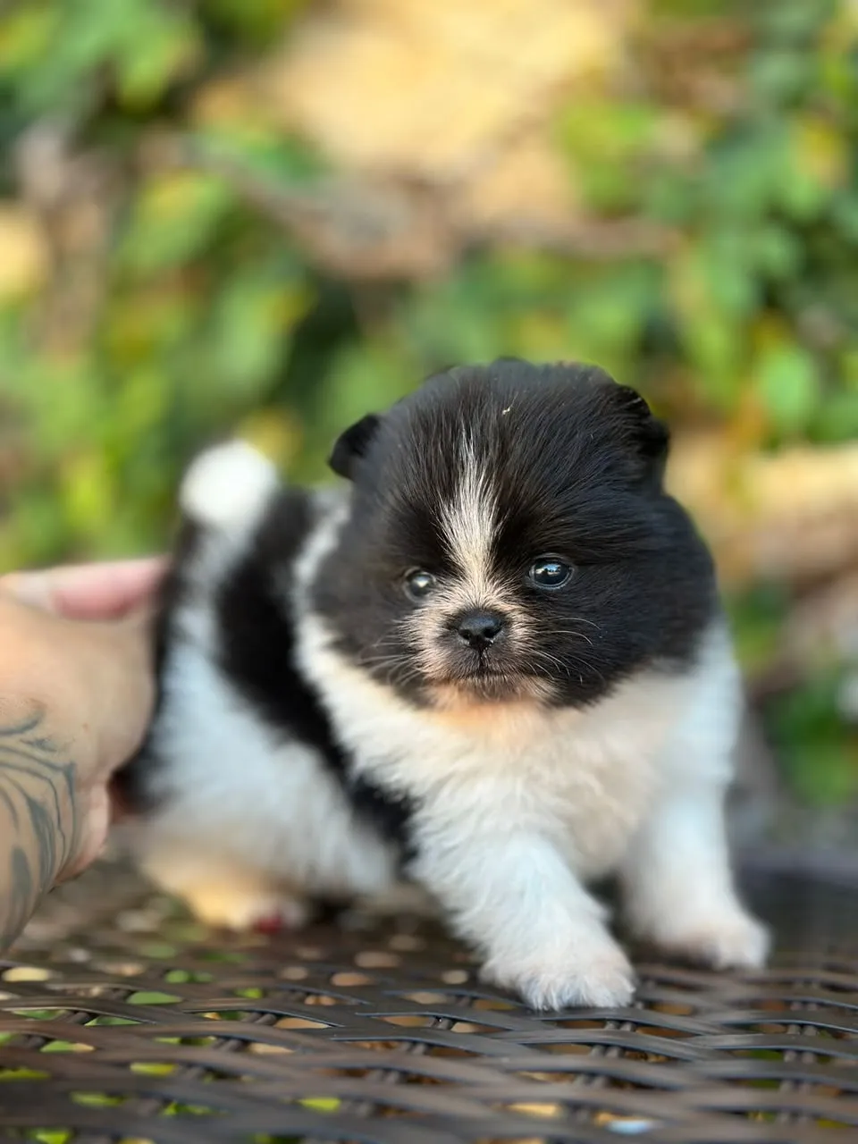 Filhote de Spitz Alemão - Lulu da Pomerânia em Campinas e Valinhos