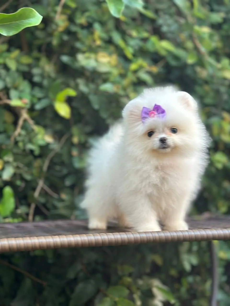 Filhote de Spitz Alemão - Lulu da Pomerânia em Campinas e Valinhos