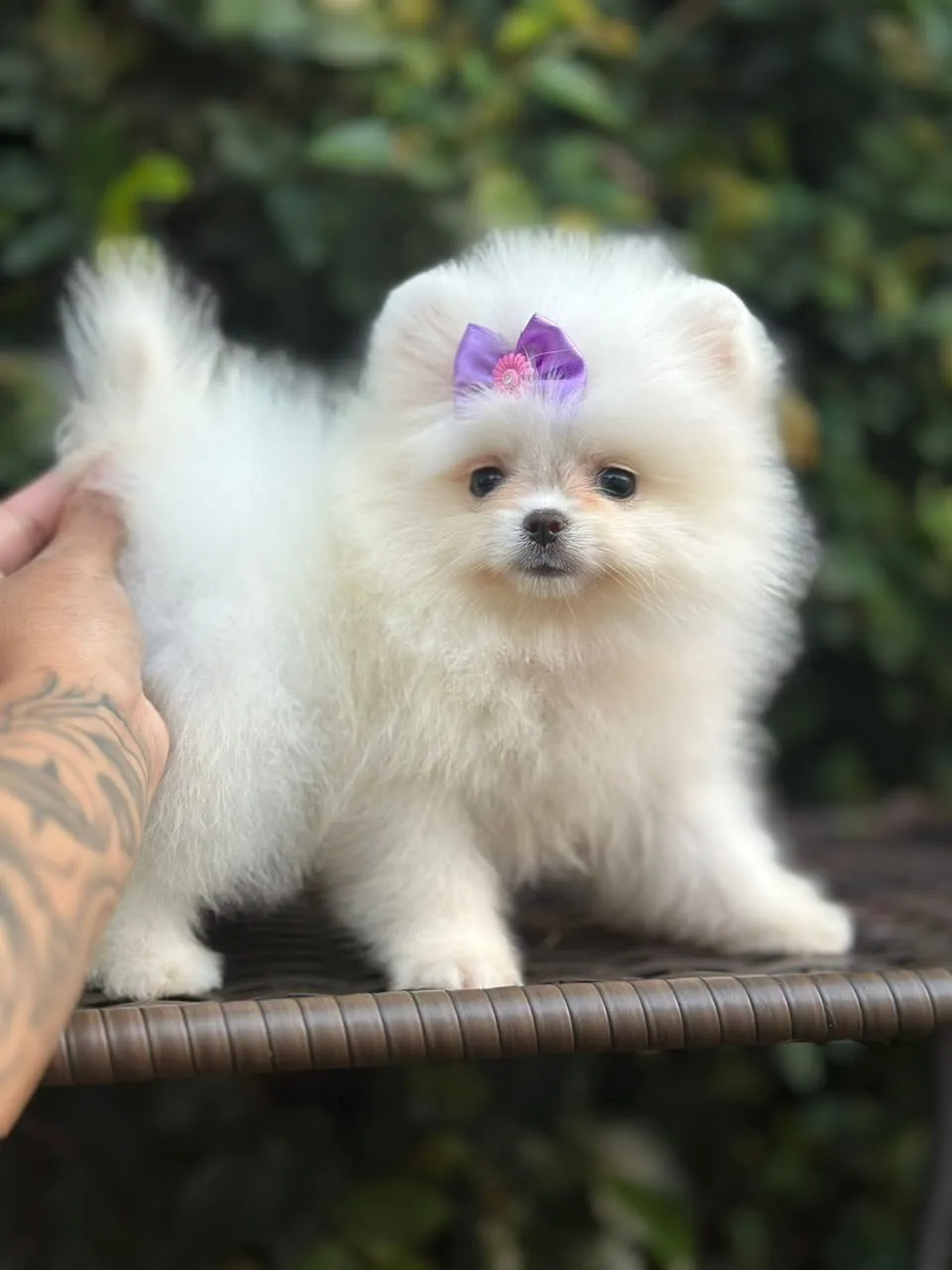 Filhote de Spitz Alemão - Lulu da Pomerânia em Campinas e Valinhos